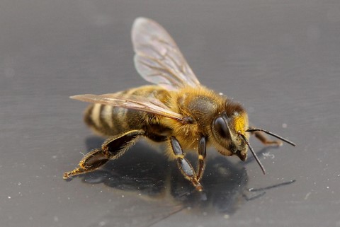 abeille