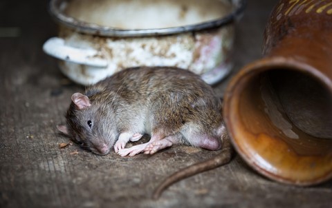 rat gris