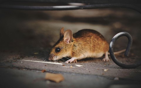 souris